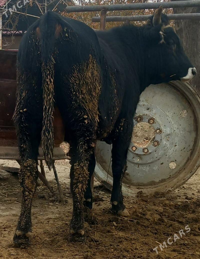 okuz - Änew - img 4