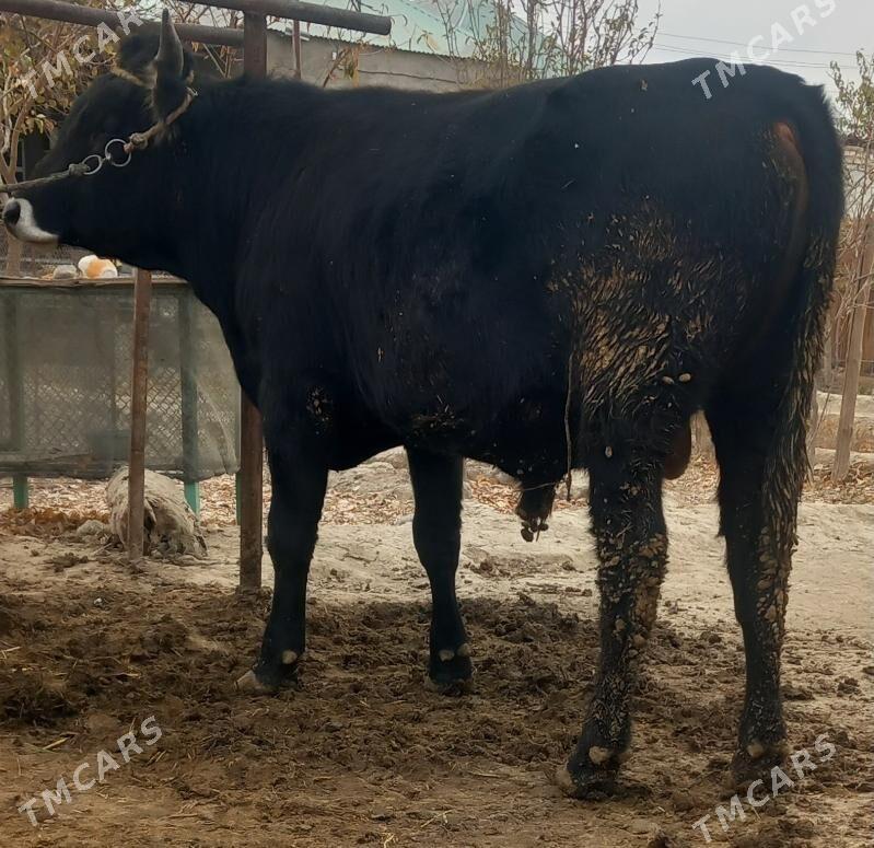 okuz - Änew - img 3