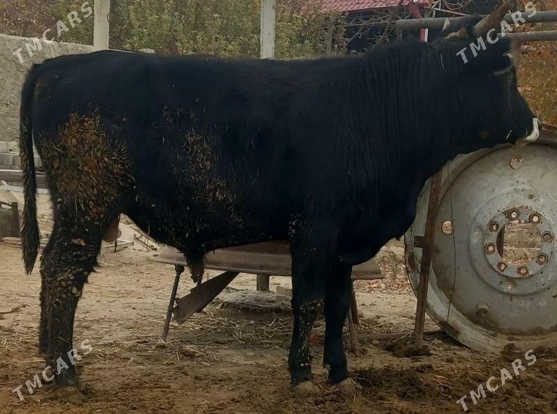 okuz - Änew - img 1