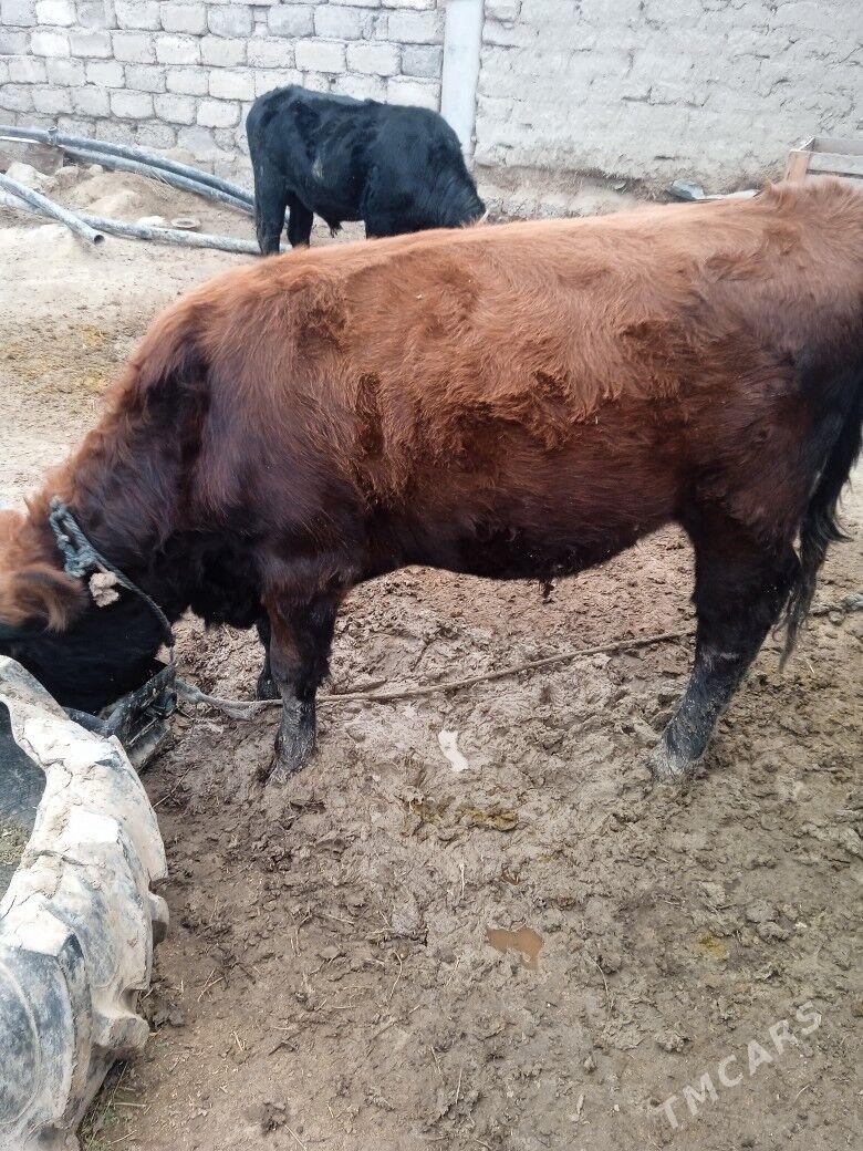 satlyk okuz - Ак-Бугдайский этрап - img 2