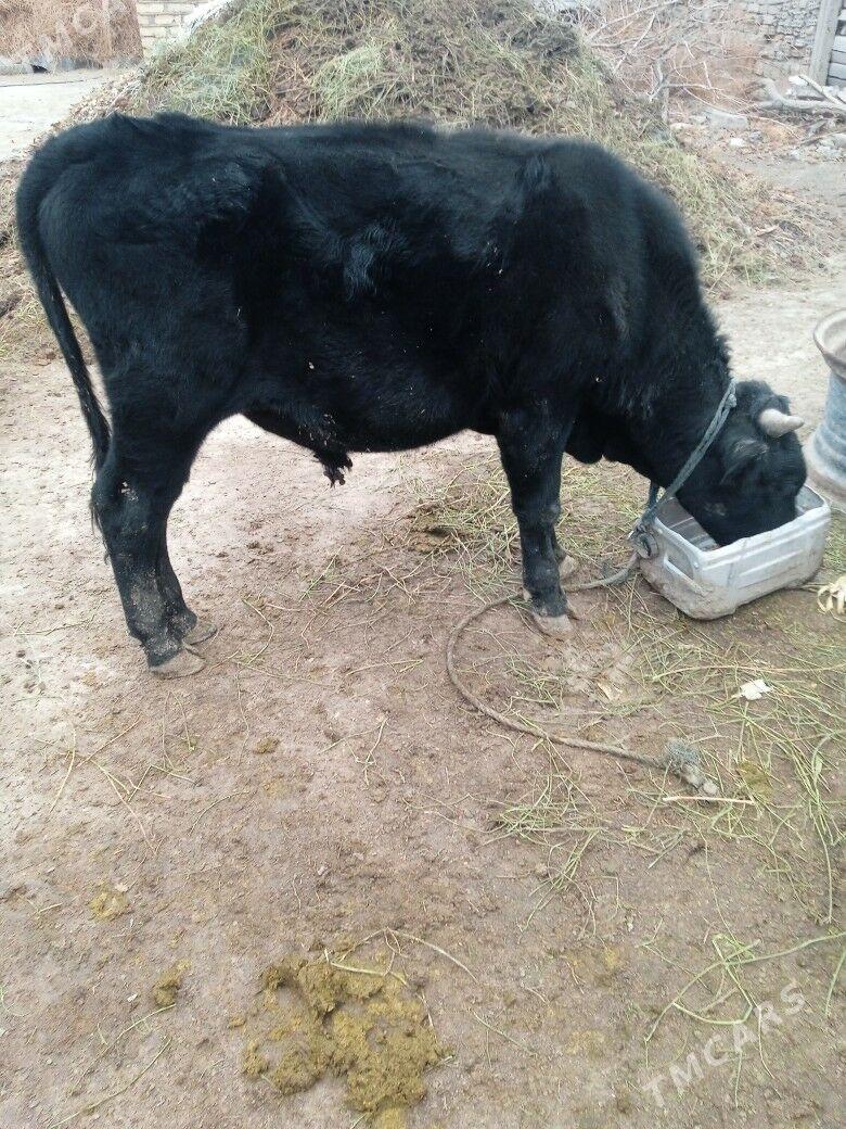 satlyk okuz - Ак-Бугдайский этрап - img 3