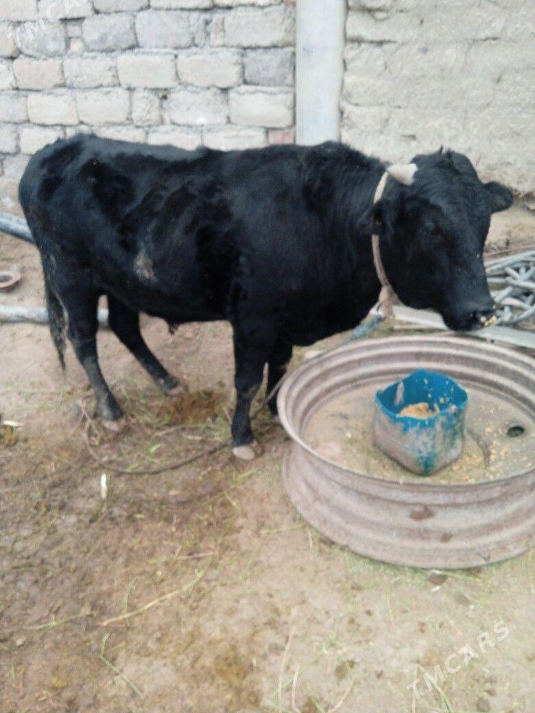 satlyk okuz - Ак-Бугдайский этрап - img 4