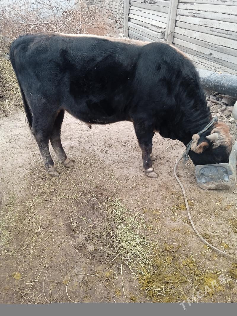 satlyk okuz - Ак-Бугдайский этрап - img 1