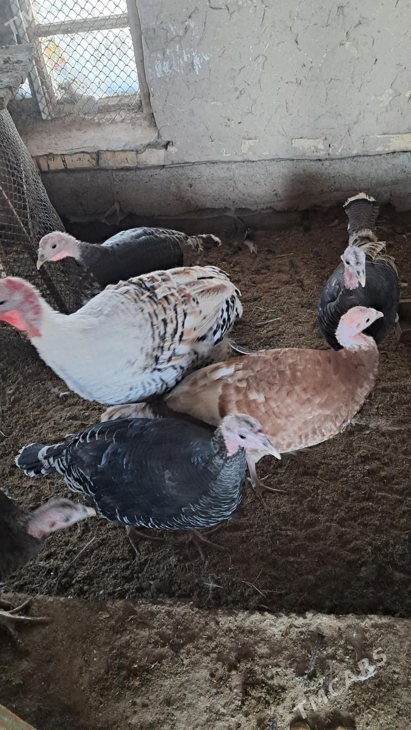 Induk - Mary - img 2