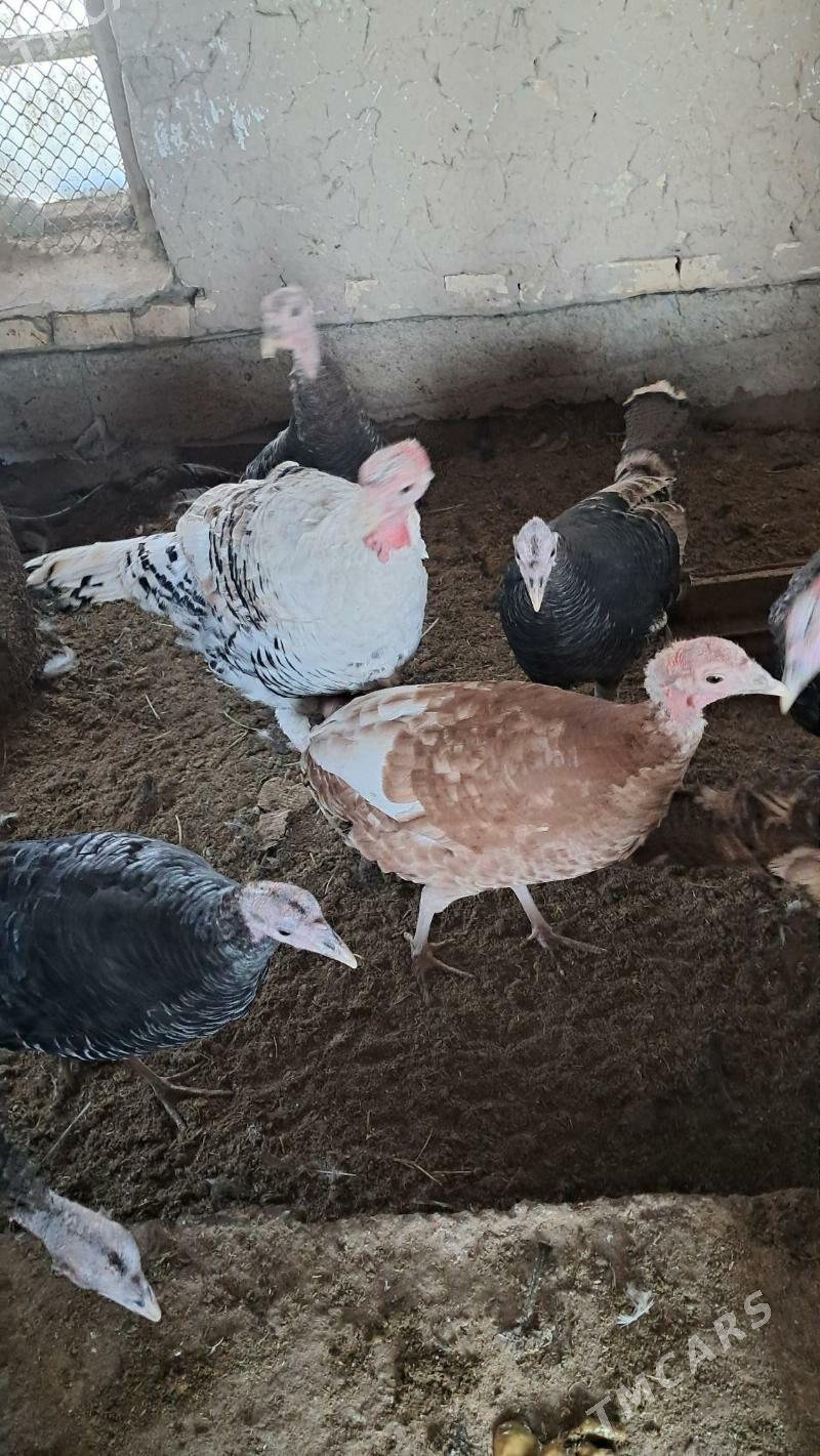 Induk - Mary - img 3