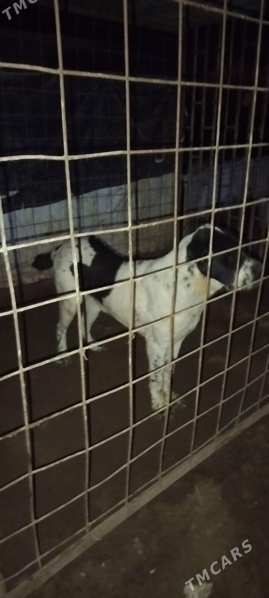 Gara goz - Gurbansoltan Eje - img 3