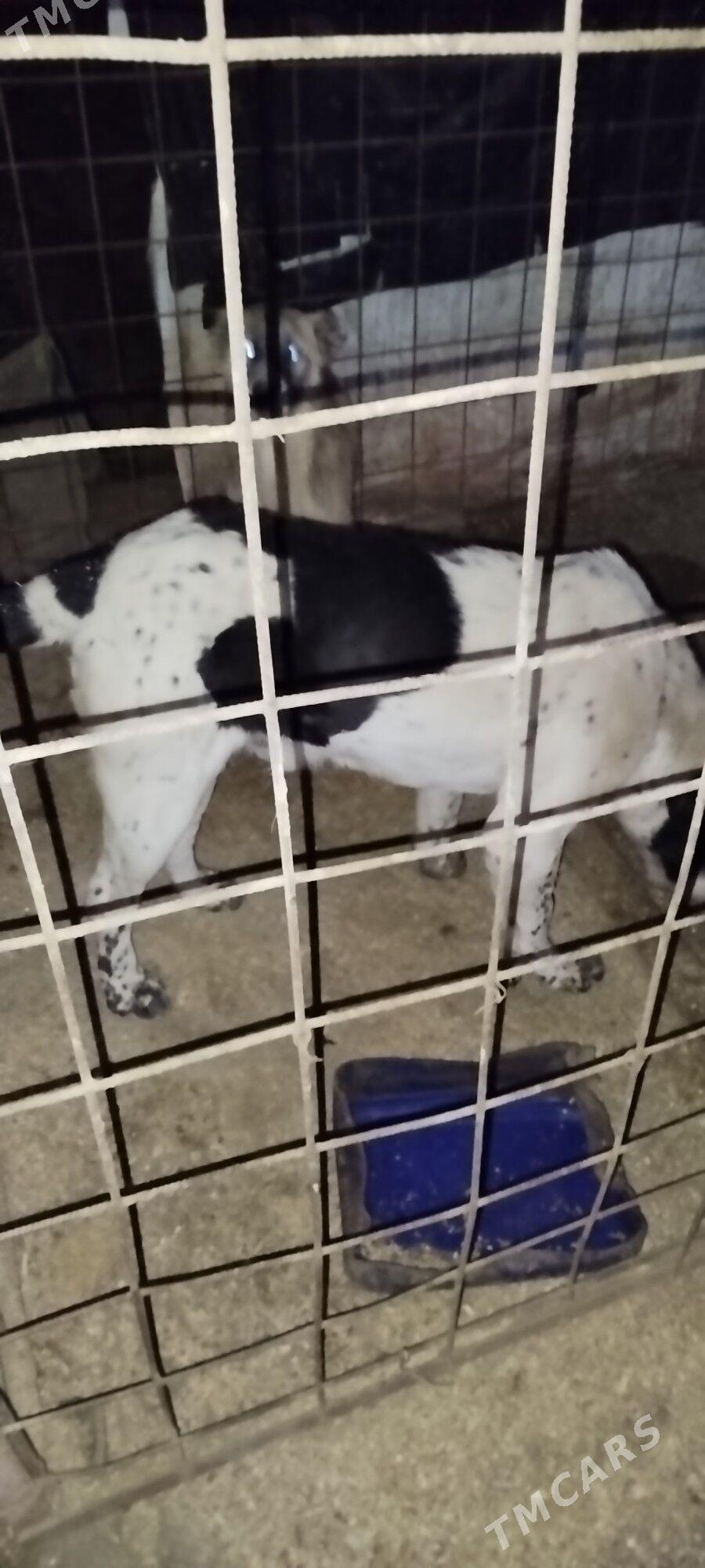 Gara goz - Gurbansoltan Eje - img 2