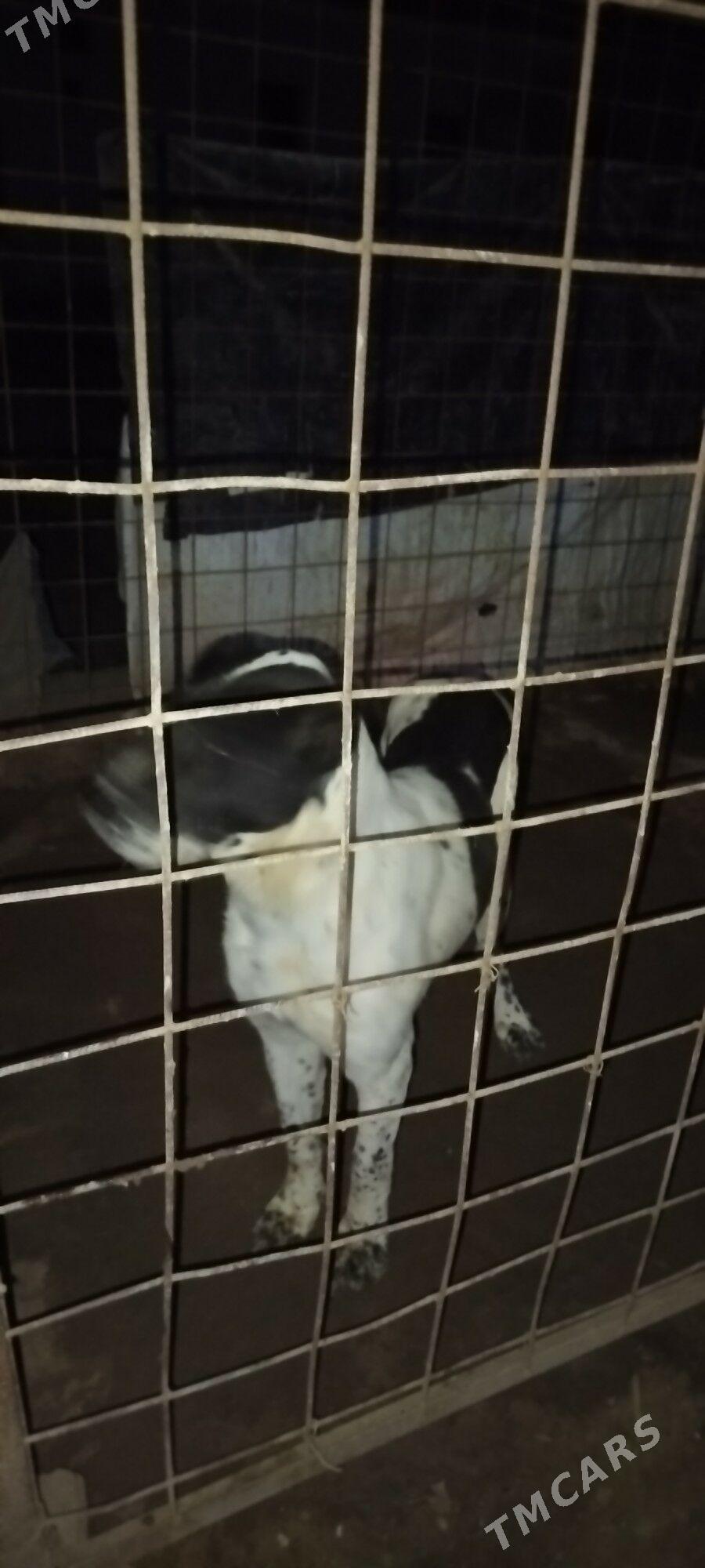 Gara goz - Gurbansoltan Eje - img 4