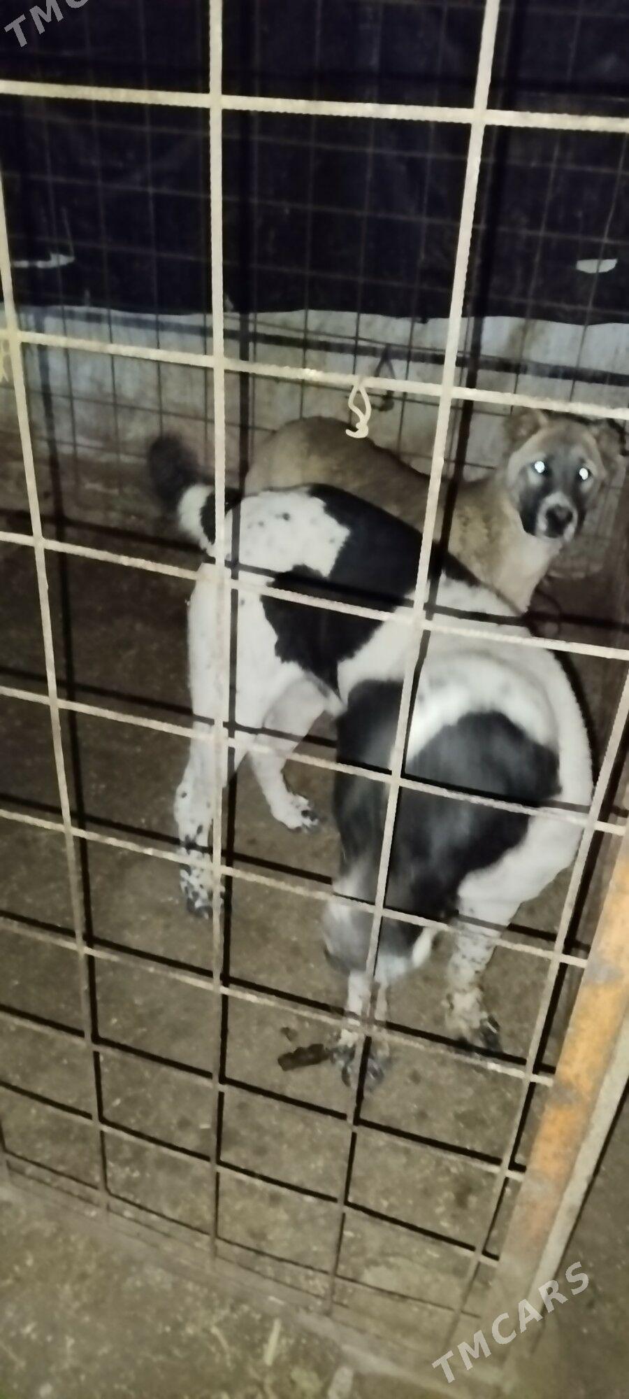 Gara goz - Gurbansoltan Eje - img 1