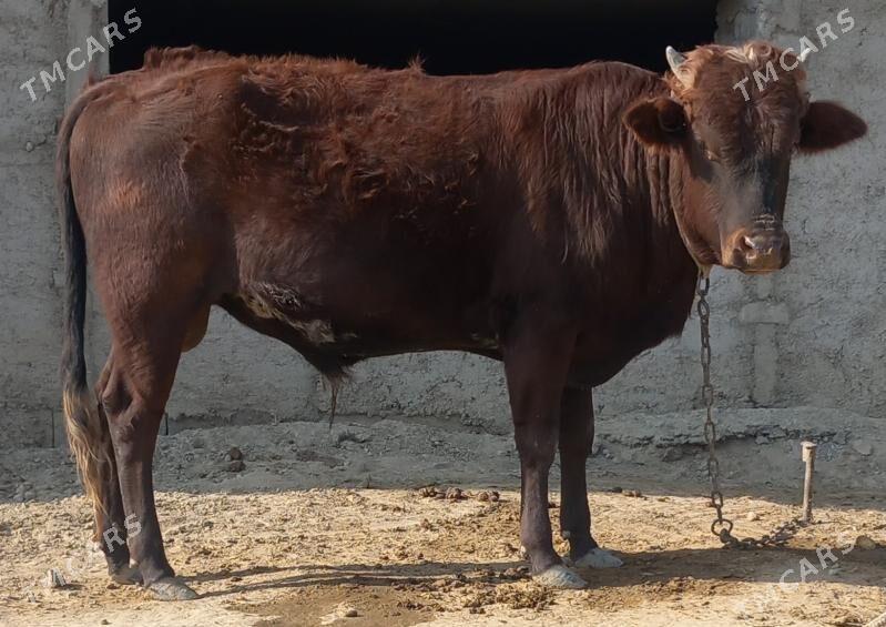 okuz - Анев - img 2