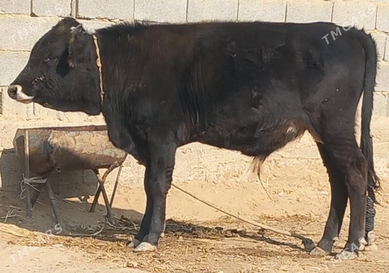 okuz - Анев - img 8