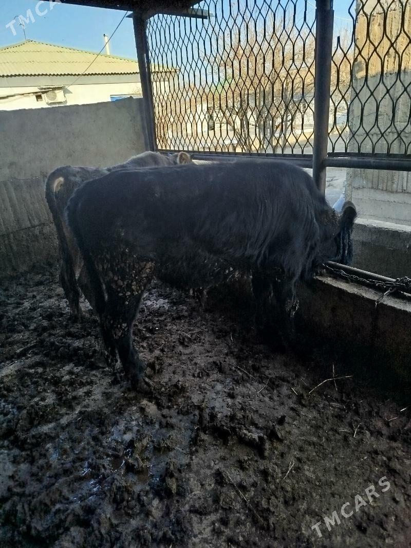 okuz 2sany - Gökje - img 2