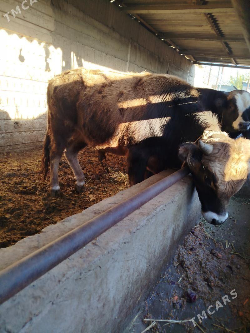 okuz 2sany - Gökje - img 3