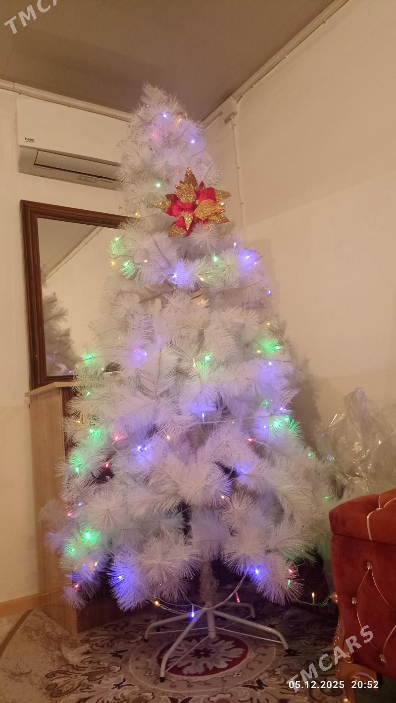 Ýolka - Büzmeýin - img 1