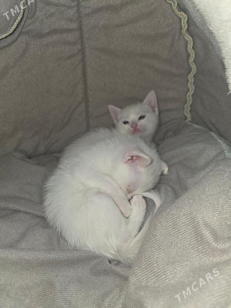 pişik - Mary - img 2