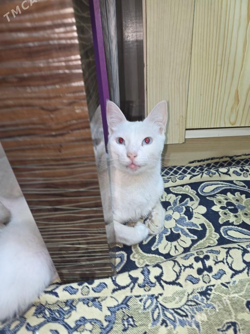 pişik - Mary - img 4