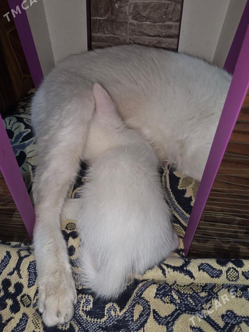 pişik - Mary - img 3