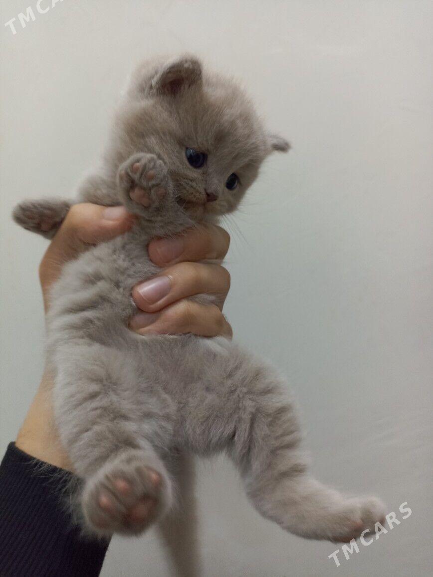 Şotland pişikler - Мары - img 2