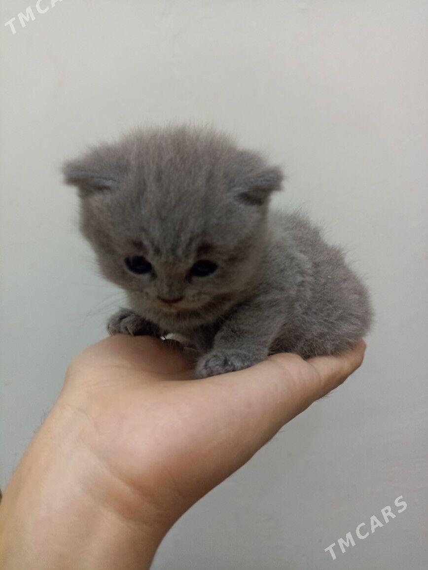 Şotland pişikler - Мары - img 3