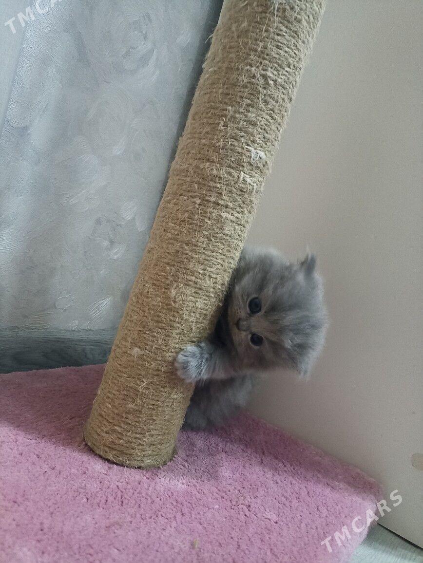 Şotland pişikler - Мары - img 4