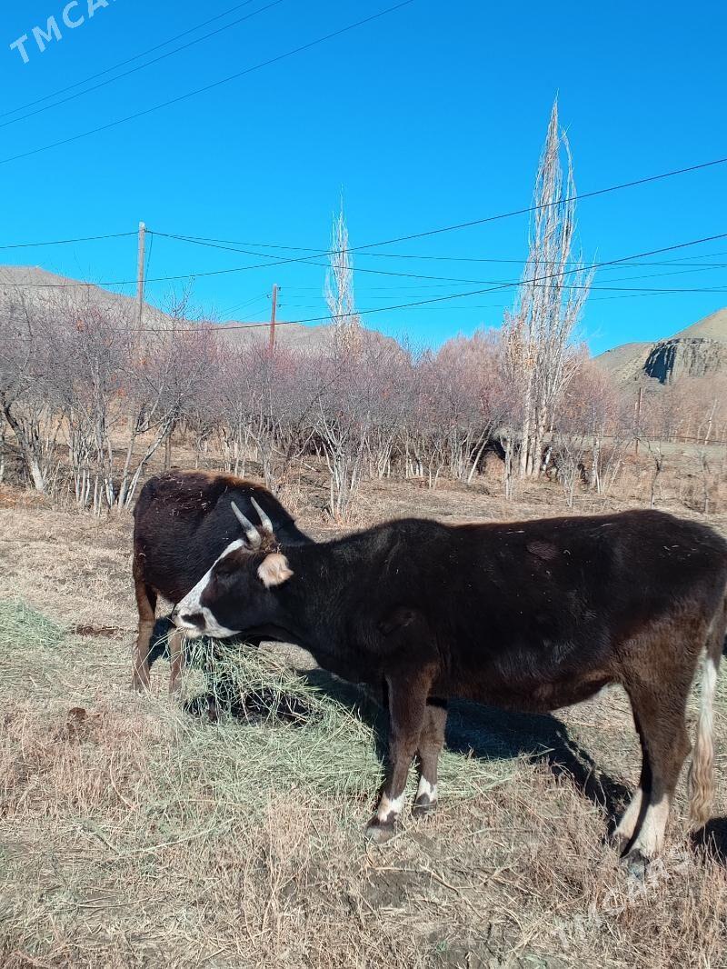 Sygyrlar - Махтумкули - img 3