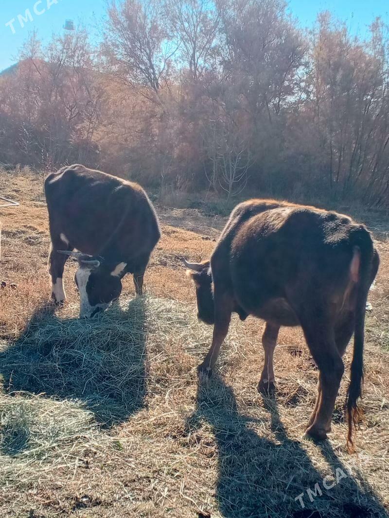 Sygyrlar - Махтумкули - img 2