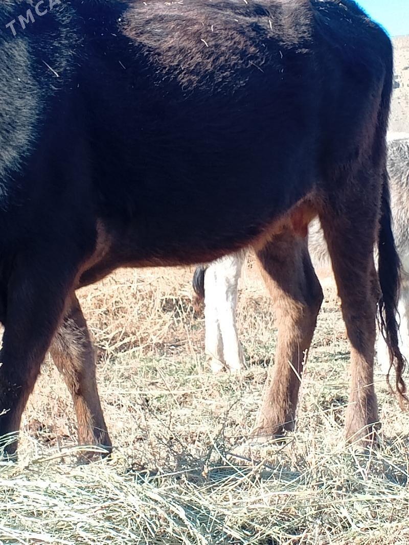 Sygyrlar - Махтумкули - img 4