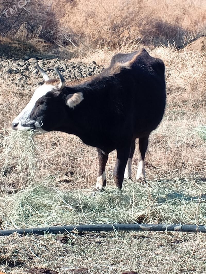 Sygyrlar - Махтумкули - img 6