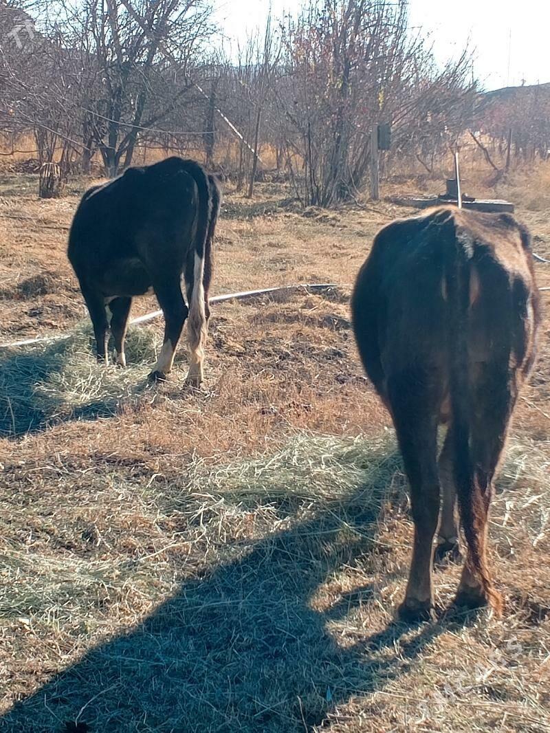 Sygyrlar - Махтумкули - img 5