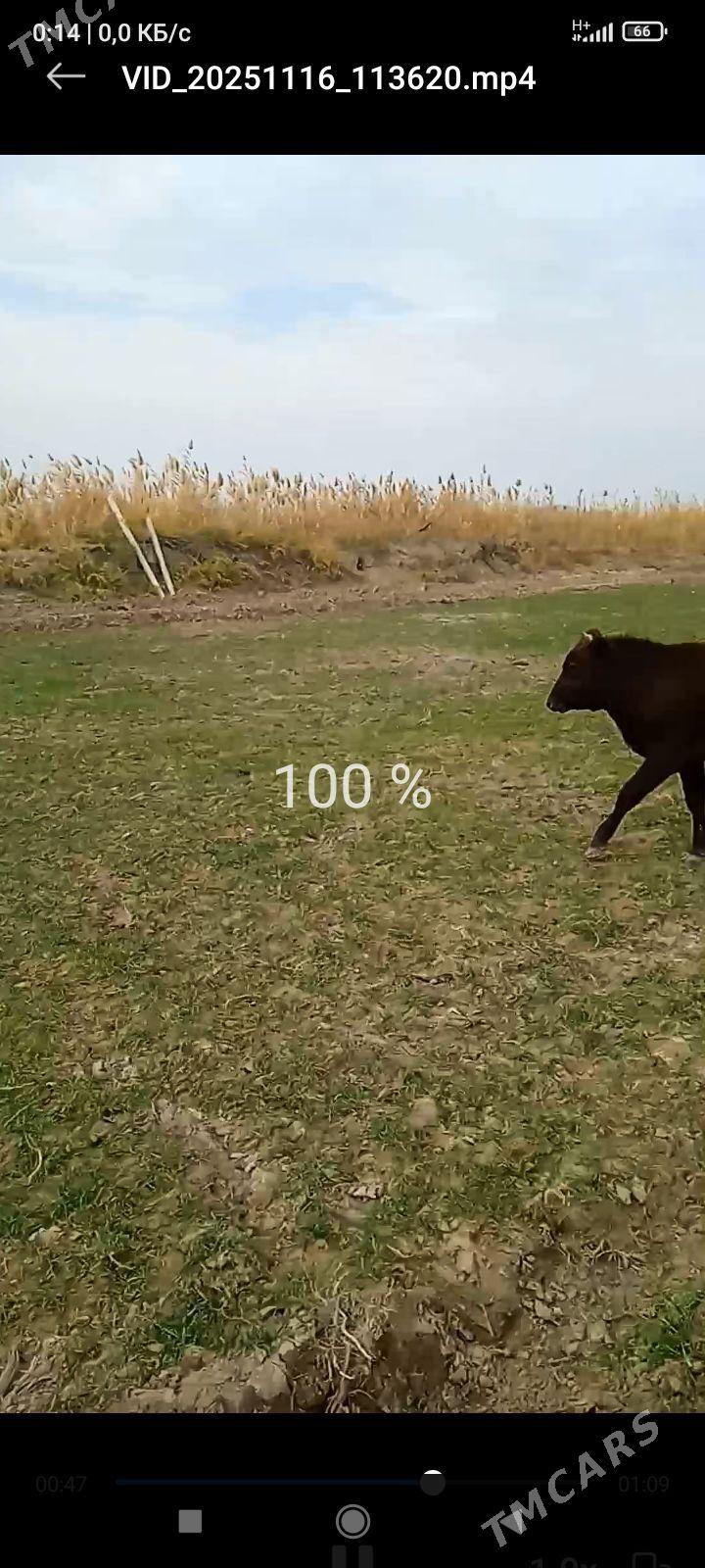 öküz 5 sany - Бабадайхан - img 2