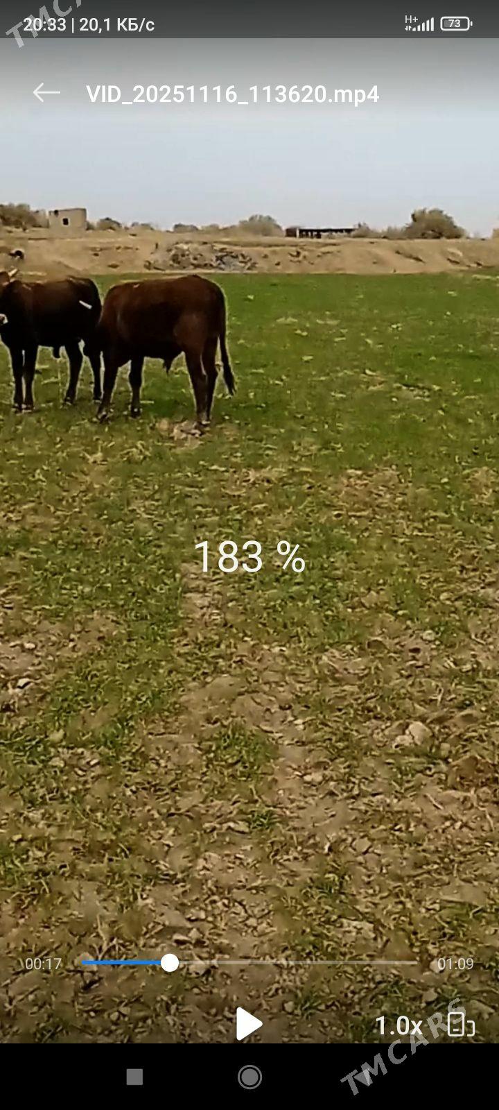 öküz 5 sany - Бабадайхан - img 3