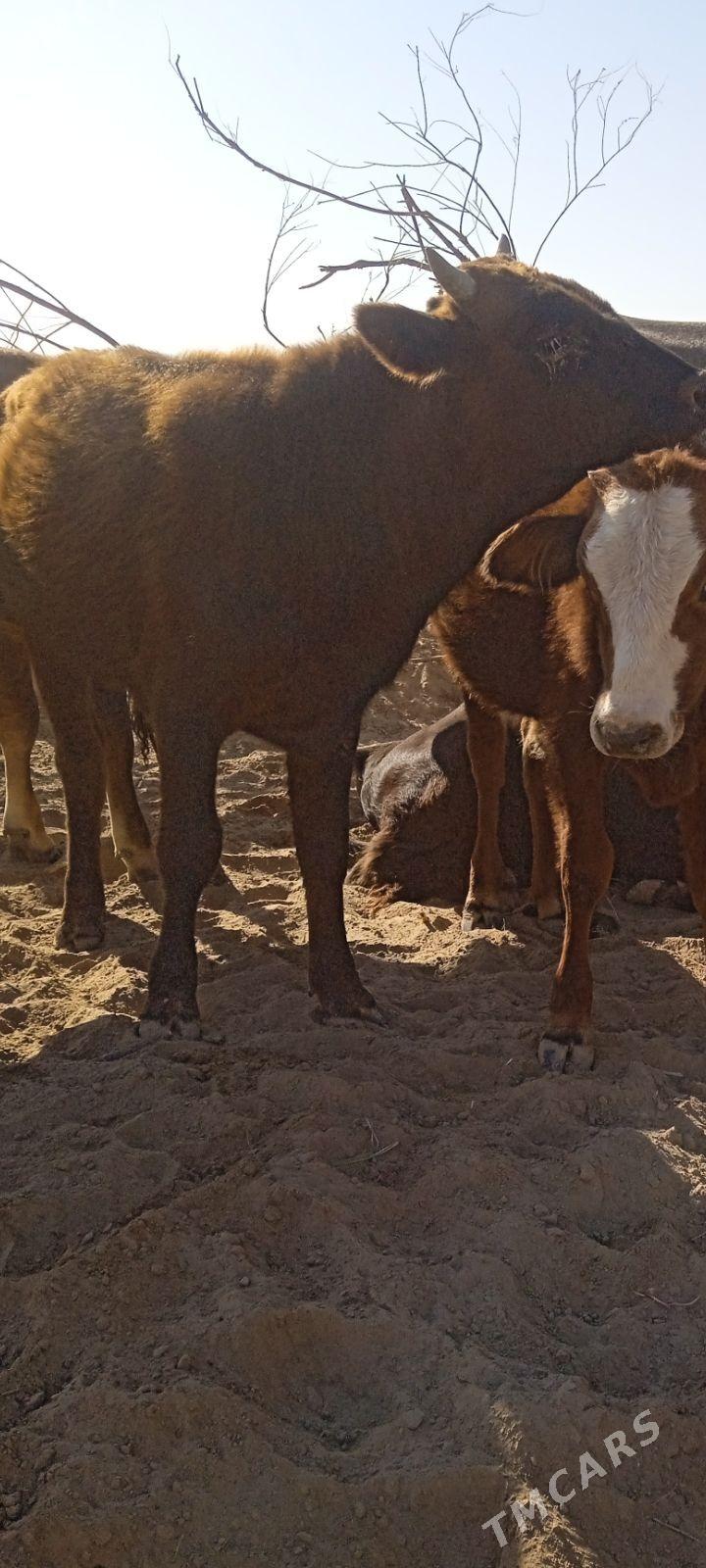 öküz 5 sany - Бабадайхан - img 4