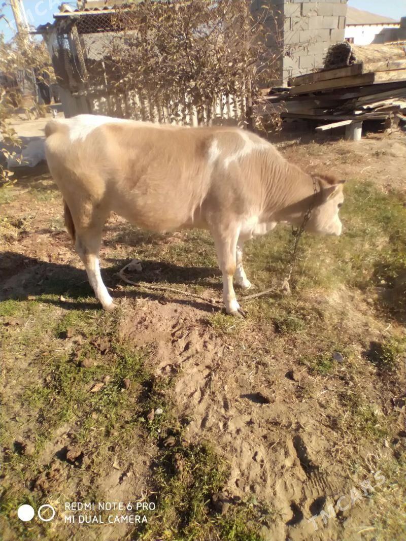 tuwe - Gökdepe - img 3