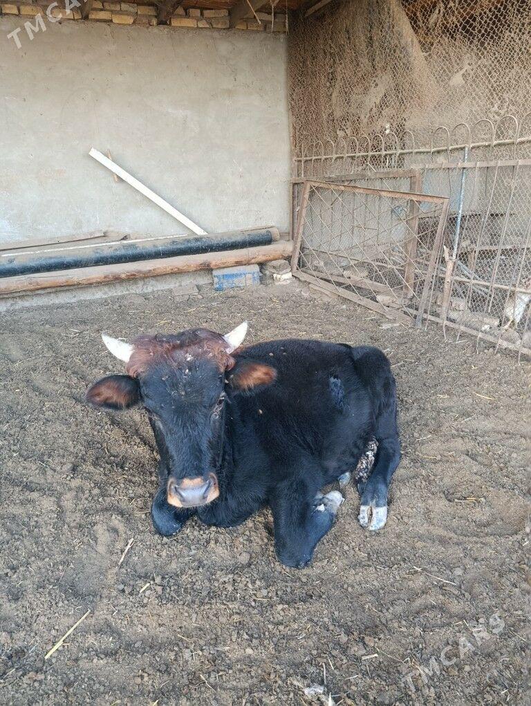 Gøle - Wekilbazar - img 4