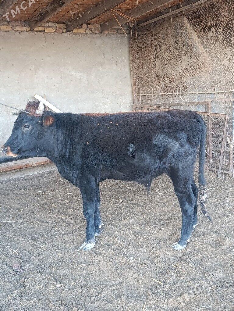 Gøle - Wekilbazar - img 2