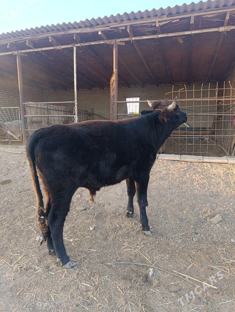 Gøle - Wekilbazar - img 3