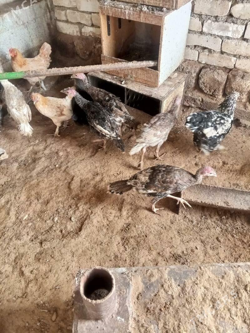 индюк - Çoganly - img 1