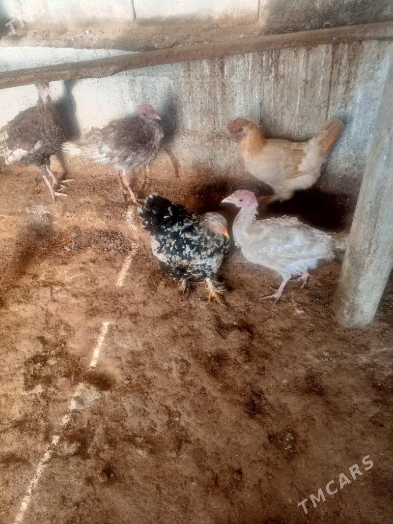 индюк - Çoganly - img 2