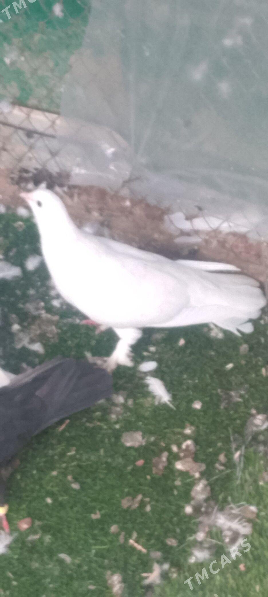 kepderi - Чоганлы - img 2