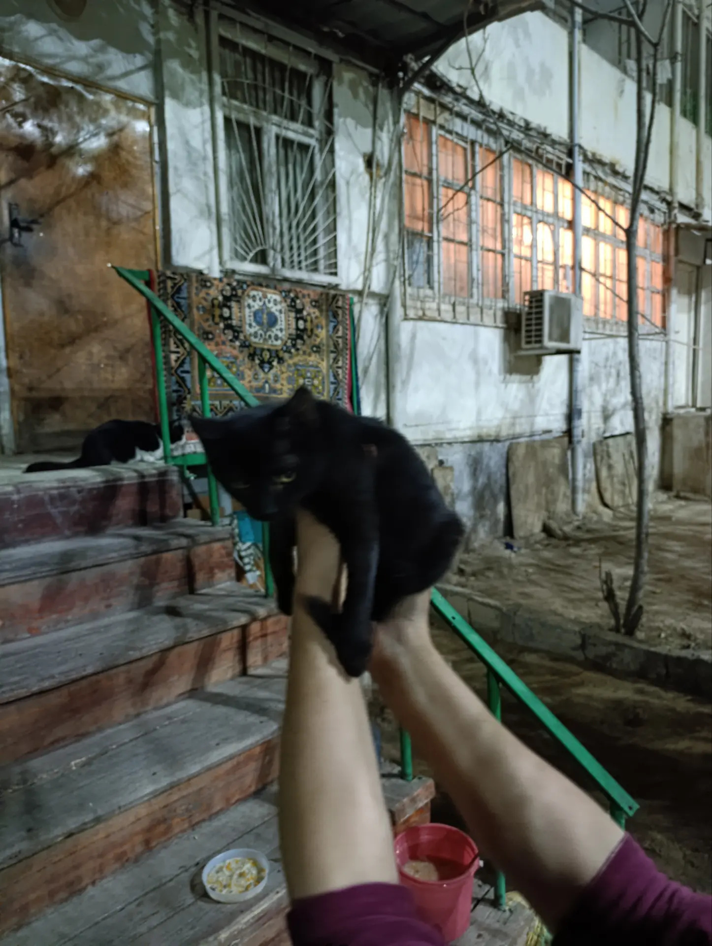 котенок 2 месяца - Ашхабад - img 2