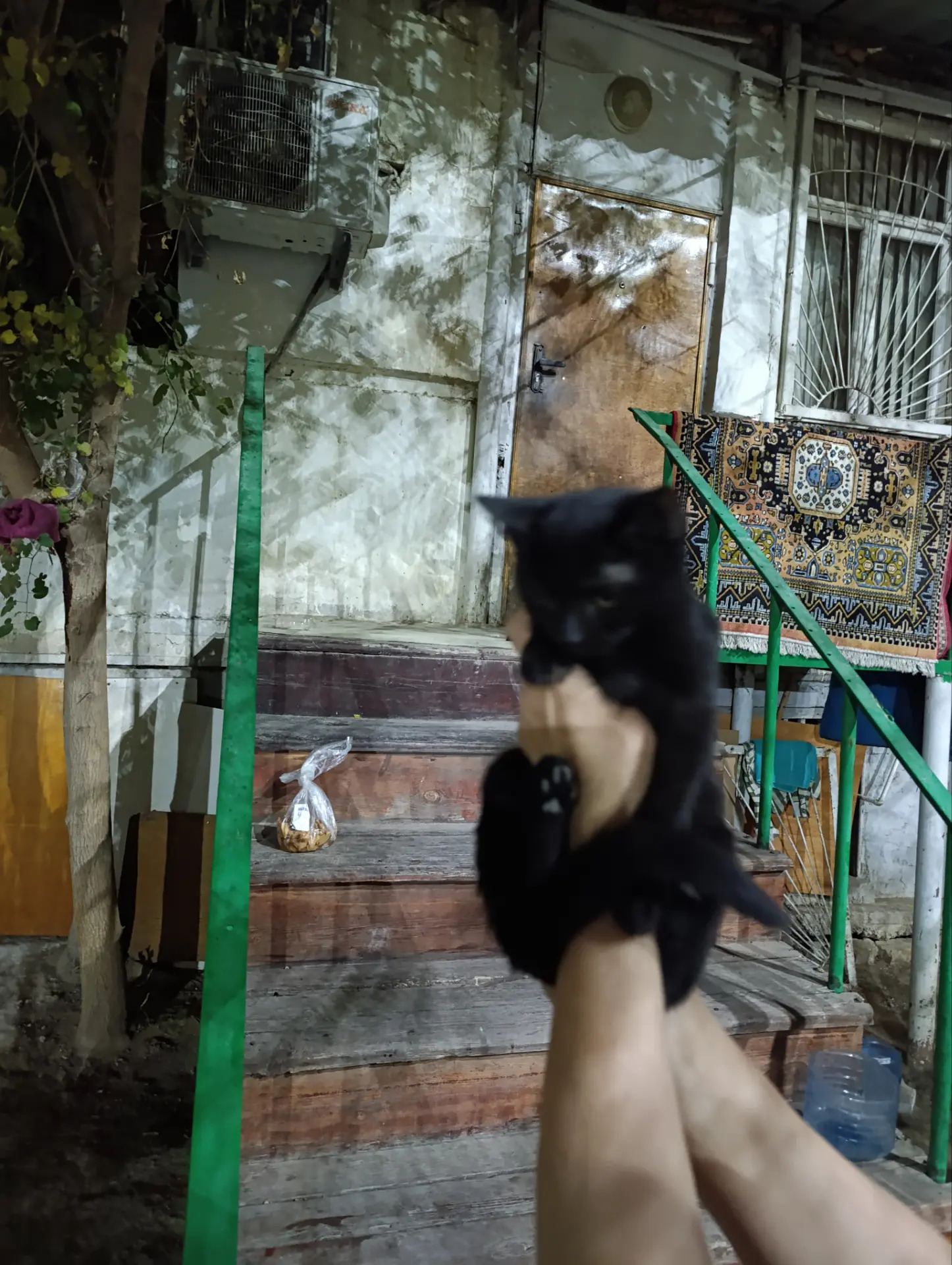 котенок 2 месяца - Ашхабад - img 3