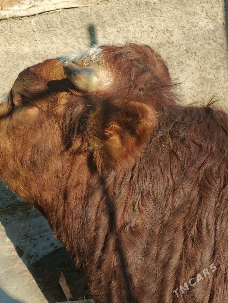 ÖKÜZ - Jebel - img 3