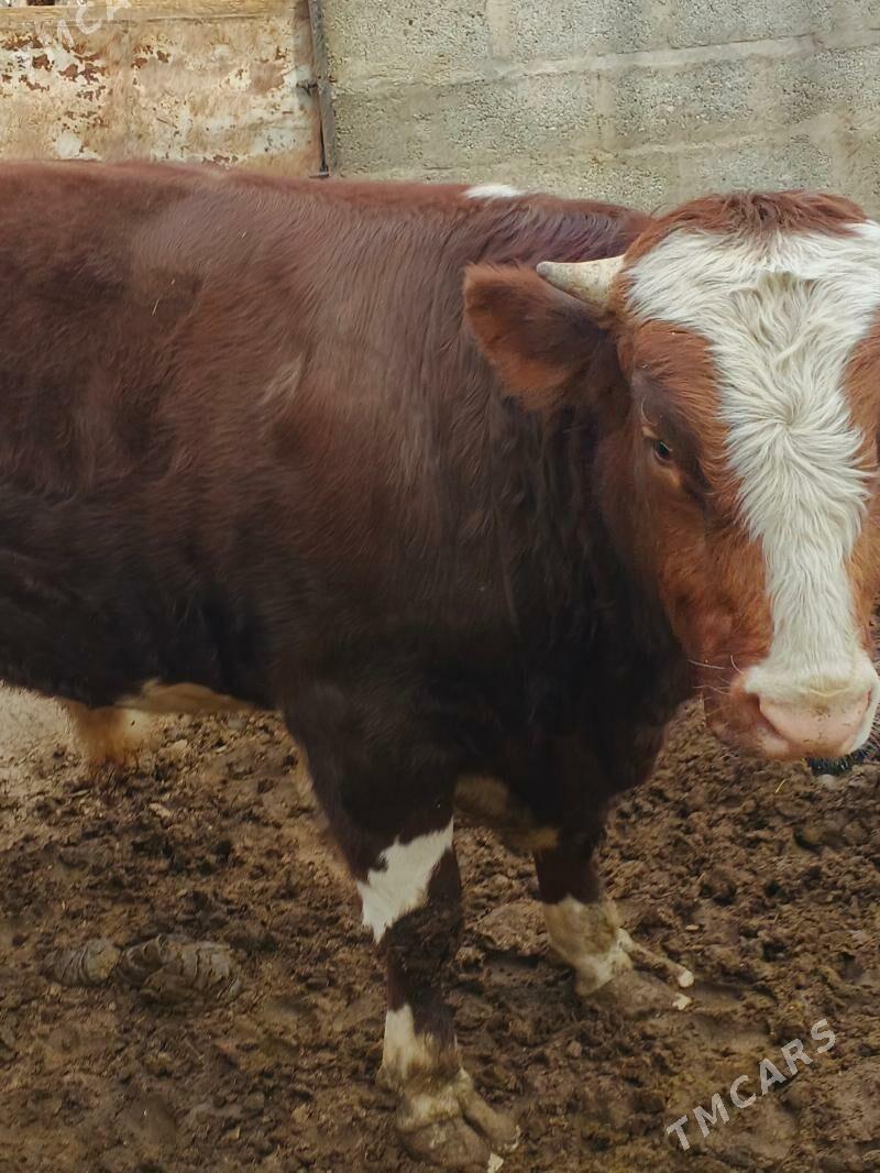 ÖKÜZ - Jebel - img 1