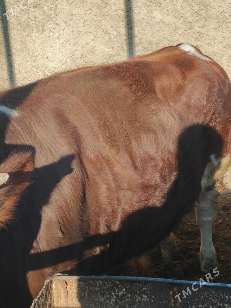 ÖKÜZ - Jebel - img 4