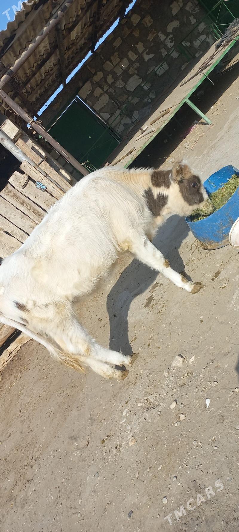 sygyr - Гумдаг - img 1