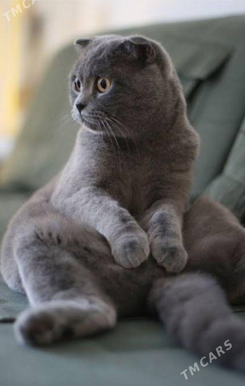 Шотландский голубой - Aşgabat - img 1