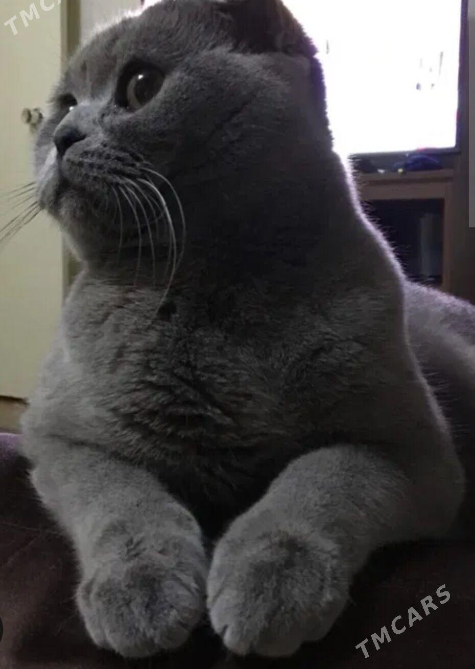 Шотландский голубой - Aşgabat - img 2