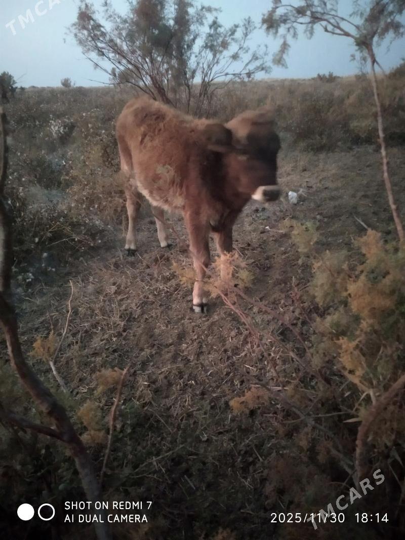 tuwe - Bäherden - img 1