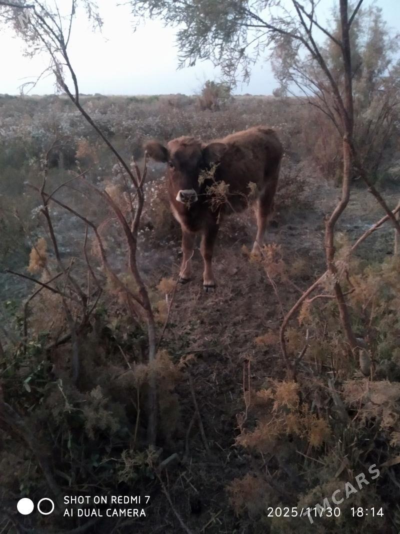 tuwe - Bäherden - img 3