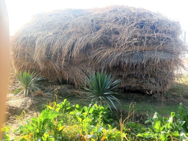 HASAL OT - Türkmenabat - img 2